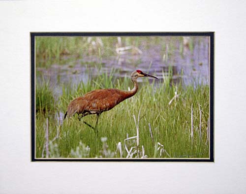 Sandhill Crane Print