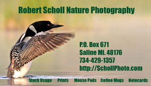 Nature and Wildlife Business Card