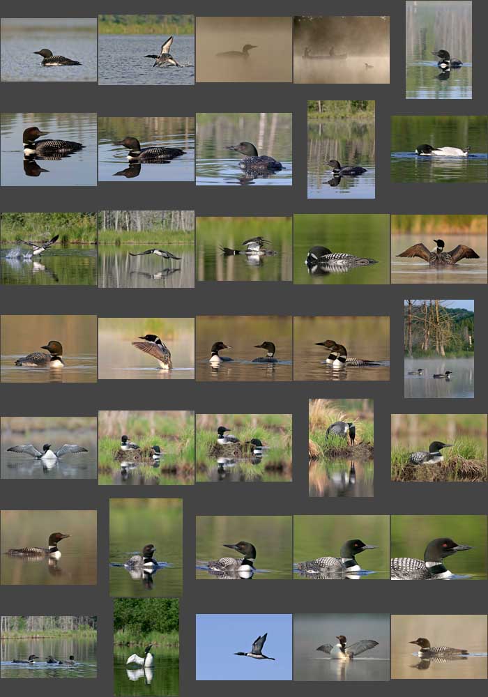 common loon photography computer screensaver